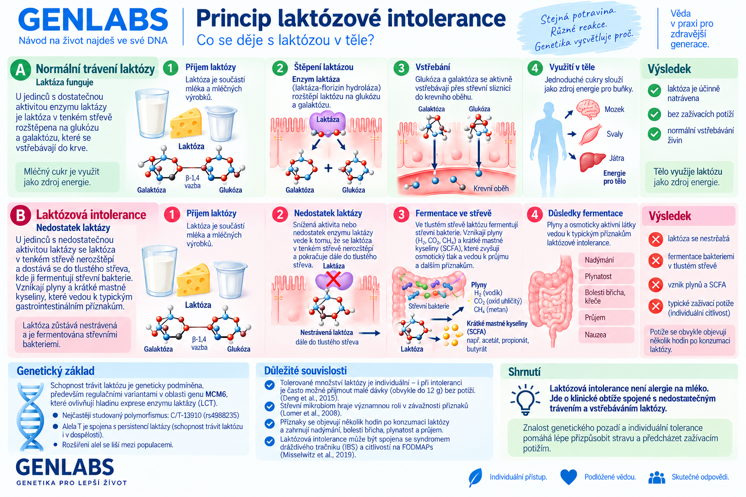 Test laktózové intolerance (MCM6 C13910T) - Obrázek 2